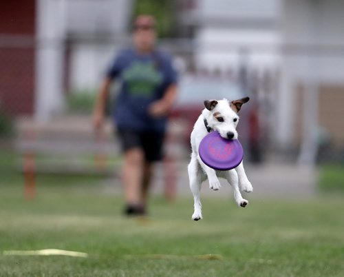 TREVOR HAGAN / WINNIPEG FREE PRESS
Donna MacTavish and Queso, at a Winnipeg Dog Frisbee Club event, Sunday, July 8, 2018.