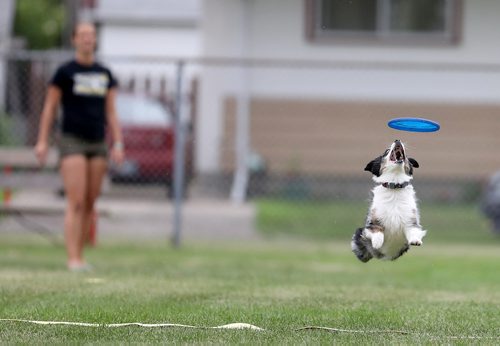 TREVOR HAGAN / WINNIPEG FREE PRESS
Roo, owned by Jillian Fadun, jumps for a disc, at a Winnipeg Dog Frisbee Club event, Sunday, July 8, 2018.