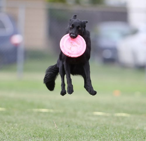 TREVOR HAGAN / WINNIPEG FREE PRESS
Fender, owned by Joanne Knowles, jumps for a disc, at a Winnipeg Dog Frisbee Club event, Sunday, July 8, 2018.