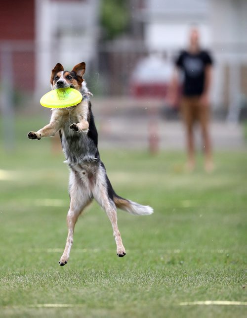 TREVOR HAGAN / WINNIPEG FREE PRESS
Nash, owned by Derek Micholson, jumps for a disc, at a Winnipeg Dog Frisbee Club event, Sunday, July 8, 2018.