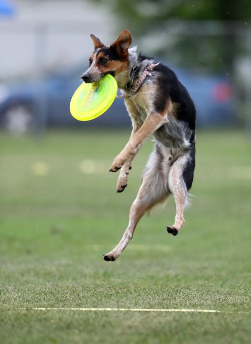 TREVOR HAGAN / WINNIPEG FREE PRESS
Nash, owned by Derek Micholson, jumps for a disc, at a Winnipeg Dog Frisbee Club event, Sunday, July 8, 2018.