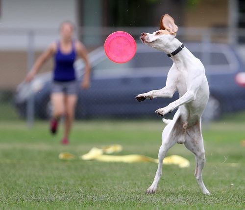 TREVOR HAGAN / WINNIPEG FREE PRESS
Crash, owned by Shawna Kondratuk, jumps for a disc, at a Winnipeg Dog Frisbee Club event, Sunday, July 8, 2018.