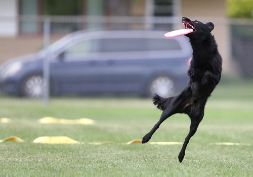 TREVOR HAGAN / WINNIPEG FREE PRESS
Fender, owned by Joanne Knowles, jumps for a disc, at a Winnipeg Dog Frisbee Club event, Sunday, July 8, 2018.