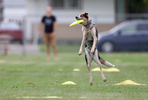 TREVOR HAGAN / WINNIPEG FREE PRESS
Nash, owned by Derek Micholson, jumps for a disc, at a Winnipeg Dog Frisbee Club event, Sunday, July 8, 2018.