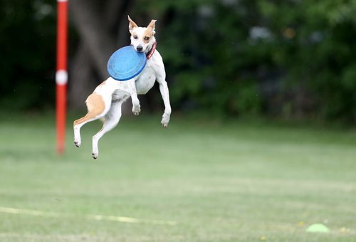 TREVOR HAGAN / WINNIPEG FREE PRESS
Pickett, owned by Jillian Fadun, jumps for a disc, at a Winnipeg Dog Frisbee Club event, Sunday, July 8, 2018.