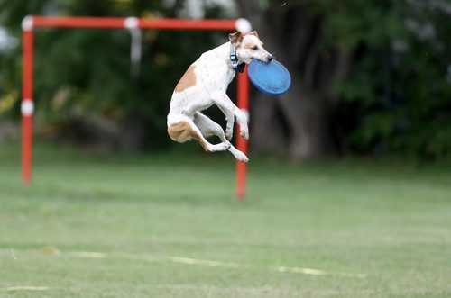 TREVOR HAGAN / WINNIPEG FREE PRESS
Pickett, owned by Jillian Fadun, jumps for a disc, at a Winnipeg Dog Frisbee Club event, Sunday, July 8, 2018.