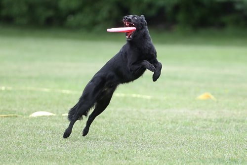 TREVOR HAGAN / WINNIPEG FREE PRESS
Fender, owned by Joanne Knowles, jumps for a disc, at a Winnipeg Dog Frisbee Club event, Sunday, July 8, 2018.