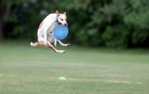 TREVOR HAGAN / WINNIPEG FREE PRESS
Pickett, owned by Jillian Fadun, jumps for a disc, at a Winnipeg Dog Frisbee Club event, Sunday, July 8, 2018.