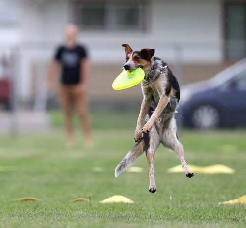 TREVOR HAGAN / WINNIPEG FREE PRESS
Nash, owned by Derek Micholson, jumps for a disc, at a Winnipeg Dog Frisbee Club event, Sunday, July 8, 2018.