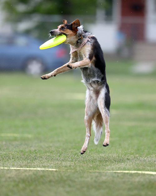 TREVOR HAGAN / WINNIPEG FREE PRESS
Nash, owned by Derek Micholson, jumps for a disc, at a Winnipeg Dog Frisbee Club event, Sunday, July 8, 2018.