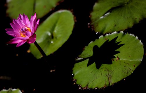RUTH BONNEVILLE / WINNIPEG FREE PRESS


Vibrant coloured water lilies open up their blossoms as the sun shines on the pond at the  Leo Mol sculpture pond at Assiniboine Park Monday morning.  

Standup 


July 09, 2018 
