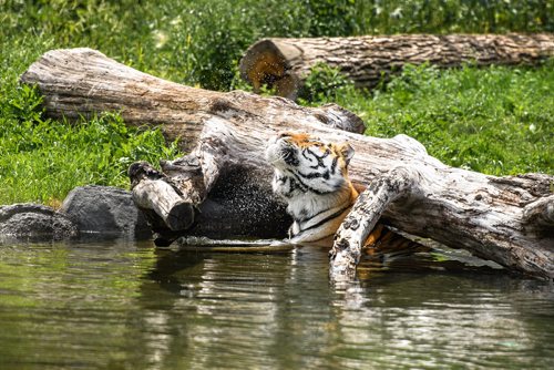 Mike Sudoma / Winnipeg Free Press
One of the tigers at the zoo cooling off in the pool, not a bad way to beat the above average heat this past Saturday.
July 14, 2018