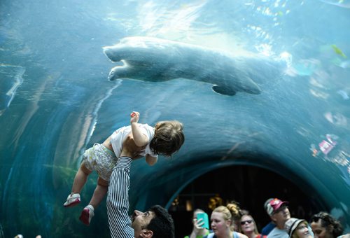 Mike Sudoma / Winnipeg Free Press Files
A young girl gets held above her fathers head to come face to face with the Polar Bears as they cool off from the heat at Assiniboine Park Zoos Journey to Church Hill Saturday afternoon.
July 14, 2018