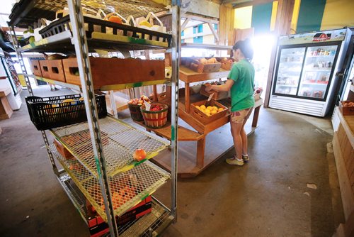 JOHN WOODS / WINNIPEG FREE PRESS
Emma Borger sets up the fruit shelves before the store opens at St-Léon Garden in Winnipeg Friday, July 13, 2018. This is part of the 24hourproject