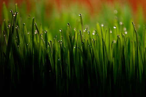 JOHN WOODS / WINNIPEG FREE PRESS
Some dew forms on some grass at St-Léon Garden in Winnipeg Friday, July 13, 2018. This is part of the 24hourproject

