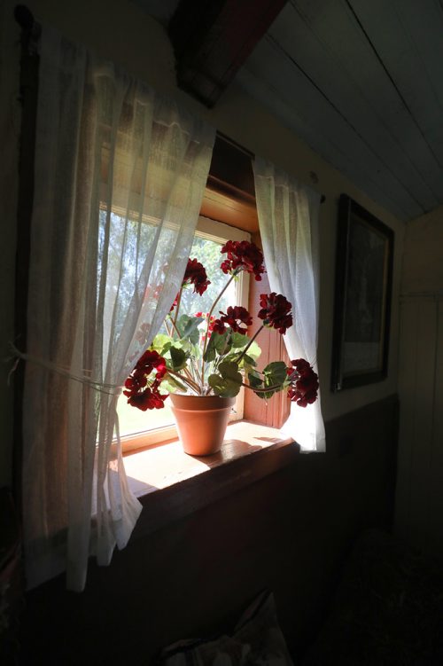 RUTH BONNEVILLE / WINNIPEG FREE PRESS

Nellie McClung Heritage site tour.  Photo of kitchen window in the Hasselfield's home with red geranium flowers which Nellie talked about in her writings.  

Photos of members of the Federated Women's Institutes of Canada (FWIC) touring Nellie McClungs Heritage Site in Manitou, Manitoba Monday.  For story by Bill Redekop.


 The site includes two homes that she lived in, The Hazel cottage that she boarded in with the Hasselfield family when she  began her career as a teacher in Manitou at the age of16 years old and McClung House where she penned two of her 16 books and gave birth to four of their five children in Manitou and raised them in McClung House.  The 3rd home on the site is a typical log home from her era with artifacts and gift store. 

See story Redekop story.  


July 16, 2018 

