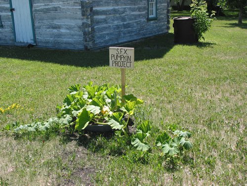 Canstar Community News July 8, 2018 - Some of the pumpkins that are growing in St. Francois Xavier's Medicine Rock Park. (ANDREA GEARY/CANSTAR COMMUNITY NEWS)