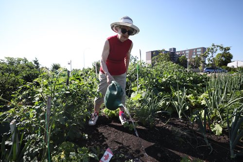 RUTH BONNEVILLE / WINNIPEG FREE PRESS

Feature Project on Food for Thought, 24hourproject  

Photo of Bertha Klaassen all smiles as she waters the gardens Friday morning.  

Description:
Millennium gardens  Douglas Avenue just off Henderson
/Nurturing: community garden for seniors.

Senior citizen gardeners work  gardening in the community plot, which was relocated there in 2010 after it needed to move from its original location at 1571 Henderson Hwy to make way for the Chief Peguis Trail construction. It was originally established to help seniors become more active but those who plant and tend the gardens donate produce every year to Winnipeg Harvest.



See story by Ashley Prest



July 13, 2018 

