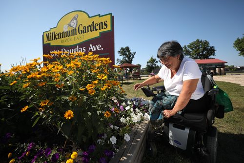 RUTH BONNEVILLE / WINNIPEG FREE PRESS

Feature Project on Food for Thought, 24hourproject  

Photo of Mea Ramm (wheelchair) tends to the gardens Friday morning.  

Description:
Millennium gardens  Douglas Avenue just off Henderson
/Nurturing: community garden for seniors.

Senior citizen gardeners work  gardening in the community plot, which was relocated there in 2010 after it needed to move from its original location at 1571 Henderson Hwy to make way for the Chief Peguis Trail construction. It was originally established to help seniors become more active but those who plant and tend the gardens donate produce every year to Winnipeg Harvest.



See story by Ashley Prest



July 13, 2018 

