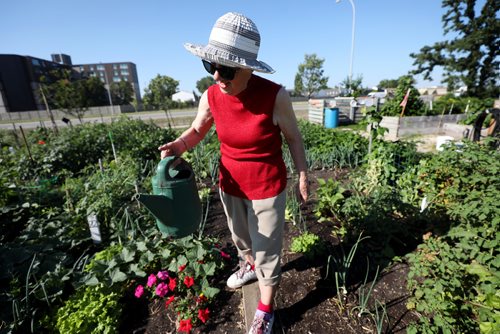 RUTH BONNEVILLE / WINNIPEG FREE PRESS

Feature Project on Food for Thought, 24hourproject  

Photo of Bertha Klaassen all smiles as she waters the gardens Friday morning.  

Description:
Millennium gardens  Douglas Avenue just off Henderson
/Nurturing: community garden for seniors.

Senior citizen gardeners work  gardening in the community plot, which was relocated there in 2010 after it needed to move from its original location at 1571 Henderson Hwy to make way for the Chief Peguis Trail construction. It was originally established to help seniors become more active but those who plant and tend the gardens donate produce every year to Winnipeg Harvest.



See story by Ashley Prest



July 13, 2018 

