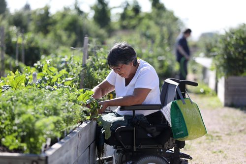 RUTH BONNEVILLE / WINNIPEG FREE PRESS

Feature Project on Food for Thought, 24hourproject  

Photo of Mea Ramm (wheelchair) tends to the gardens Friday morning.  

Description:
Millennium gardens  Douglas Avenue just off Henderson
/Nurturing: community garden for seniors.

Senior citizen gardeners work  gardening in the community plot, which was relocated there in 2010 after it needed to move from its original location at 1571 Henderson Hwy to make way for the Chief Peguis Trail construction. It was originally established to help seniors become more active but those who plant and tend the gardens donate produce every year to Winnipeg Harvest.



See story by Ashley Prest



July 13, 2018 

