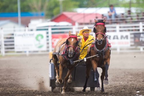 MIKAELA MACKENZIE / WINNIPEG FREE PRESS
Kevin Malcolm starts off a pony chariot race at the Manitoba Stampede in Morris on Thursday, July 19, 2018. 
Mikaela MacKenzie / Winnipeg Free Press 2018.