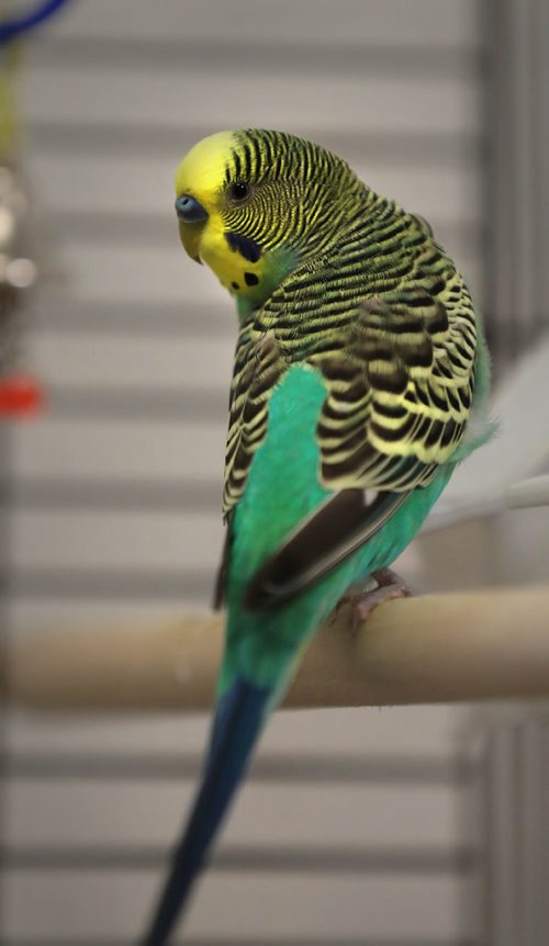 RUTH BONNEVILLE / WINNIPEG FREE PRESS

LOCAL - Humane Society foster program.

Anja Richter, with the Humane Society with animals that are available for the foster program or the stay-cation program.

Chrys a yellow Budgie mix that is available for the foster program at the Humane Society.  



July 20,  2018 

