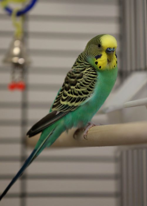 RUTH BONNEVILLE / WINNIPEG FREE PRESS

LOCAL - Humane Society foster program.

Anja Richter, with the Humane Society with animals that are available for the foster program or the stay-cation program.

Chrys a yellow Budgie mix that is available for the foster program at the Humane Society.  



July 20,  2018 

