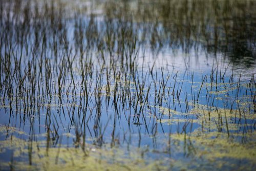 MIKAELA MACKENZIE / WINNIPEG FREE PRESS
The pond in King's Park in Winnipeg on Tuesday, July 24, 2018. 
Winnipeg Free Press 2018.