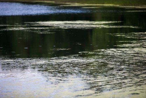 MIKAELA MACKENZIE / WINNIPEG FREE PRESS
The pond in King's Park in Winnipeg on Tuesday, July 24, 2018. 
Winnipeg Free Press 2018.