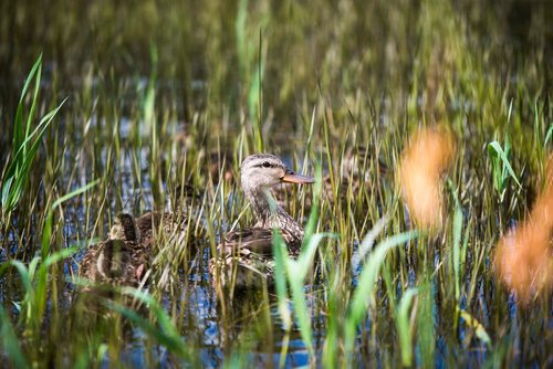 MIKAELA MACKENZIE / WINNIPEG FREE PRESS
The pond in King's Park in Winnipeg on Tuesday, July 24, 2018. 
Winnipeg Free Press 2018.