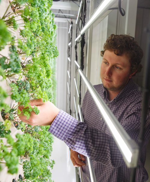 MIKE DEAL / WINNIPEG FREE PRESS
Joel Alvestad with Vertical Air Farms checks out some parsley.
Vertical Air Farms runs the first aerobic greenhouse farm in Manitoba, and possibly Canada. Plants are grown without soil.
180726 - Thursday, July 26, 2018.
