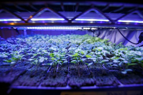 MIKE DEAL / WINNIPEG FREE PRESS
Various plants in germination trays which need a special spectrum of light.
Vertical Air Farms runs the first aerobic greenhouse farm in Manitoba, and possibly Canada. Plants are grown without soil.
180726 - Thursday, July 26, 2018.