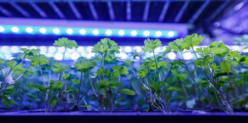 MIKE DEAL / WINNIPEG FREE PRESS
Various plants in germination trays which need a special spectrum of light.
Vertical Air Farms runs the first aerobic greenhouse farm in Manitoba, and possibly Canada. Plants are grown without soil.
180726 - Thursday, July 26, 2018.