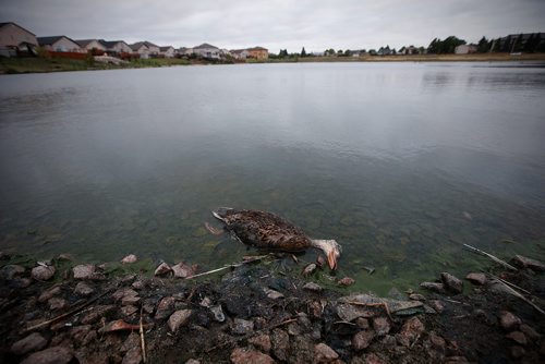 JOHN WOODS / WINNIPEG FREE PRESS
Dead birds and construction garage litter the banks of a pond at Adsum and Keewatin Tuesday, July 31, 2018.