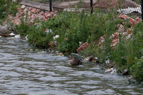 JOHN WOODS / WINNIPEG FREE PRESS
Dead birds and construction garbage litter the banks of a pond at Adsum and Keewatin Tuesday, July 31, 2018.