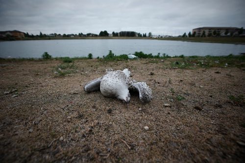 JOHN WOODS / WINNIPEG FREE PRESS
Dead birds and construction garage litter the banks of a pond at Adsum and Keewatin Tuesday, July 31, 2018.