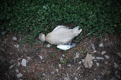 JOHN WOODS / WINNIPEG FREE PRESS
Dead birds and construction garage litter the banks of a pond at Adsum and Keewatin Tuesday, July 31, 2018.