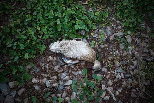 JOHN WOODS / WINNIPEG FREE PRESS
Dead birds and construction garage litter the banks of a pond at Adsum and Keewatin Tuesday, July 31, 2018.