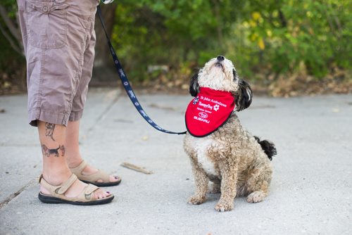 MIKAELA MACKENZIE / WINNIPEG FREE PRESS
Mark-Cuss, freshly certified as a therapy dog for St. John Ambulance, struts his stuff in a fancy new bandana in Winnipeg on Thursday, Aug. 2, 2018. 
Winnipeg Free Press 2018.