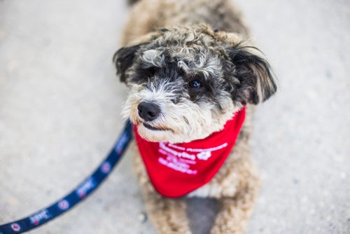 MIKAELA MACKENZIE / WINNIPEG FREE PRESS
Mark-Cuss, freshly certified as a therapy dog for St. John Ambulance, struts his stuff in a fancy new bandana in Winnipeg on Thursday, Aug. 2, 2018. 
Winnipeg Free Press 2018.