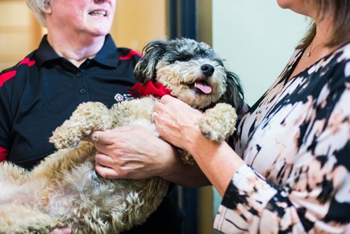 MIKAELA MACKENZIE / WINNIPEG FREE PRESS
Teresa Toutant, director of community services for St. John Ambulance, presents Donamae Hilton, and her dog, Mark-Cuss, with a bandana certifying Mark-cuss as a therapy dog for the organization in Winnipeg on Thursday, Aug. 2, 2018. 
Winnipeg Free Press 2018.