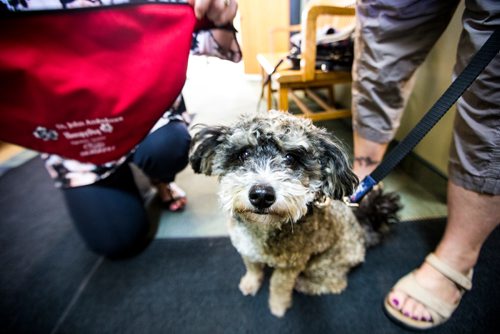 MIKAELA MACKENZIE / WINNIPEG FREE PRESS
Teresa Toutant, director of community services for St. John Ambulance, presents Donamae Hilton, and her dog, Mark-Cuss, with a bandana certifying Mark-cuss as a therapy dog for the organization in Winnipeg on Thursday, Aug. 2, 2018. 
Winnipeg Free Press 2018.