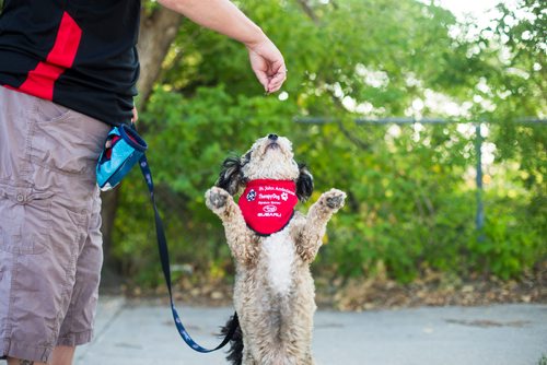 MIKAELA MACKENZIE / WINNIPEG FREE PRESS
Mark-Cuss, freshly certified as a therapy dog for St. John Ambulance, struts his stuff in a fancy new bandana in Winnipeg on Thursday, Aug. 2, 2018. 
Winnipeg Free Press 2018.