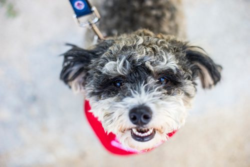 MIKAELA MACKENZIE / WINNIPEG FREE PRESS
Mark-Cuss, freshly certified as a therapy dog for St. John Ambulance, struts his stuff in a fancy new bandana in Winnipeg on Thursday, Aug. 2, 2018. 
Winnipeg Free Press 2018.