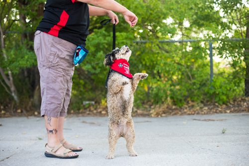 MIKAELA MACKENZIE / WINNIPEG FREE PRESS
Mark-Cuss, freshly certified as a therapy dog for St. John Ambulance, struts his stuff in a fancy new bandana in Winnipeg on Thursday, Aug. 2, 2018. 
Winnipeg Free Press 2018.