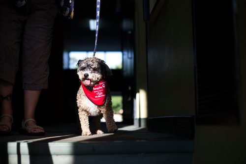 MIKAELA MACKENZIE / WINNIPEG FREE PRESS
Mark-Cuss, freshly certified as a therapy dog for St. John Ambulance, struts his stuff in a fancy new bandana in Winnipeg on Thursday, Aug. 2, 2018. 
Winnipeg Free Press 2018.