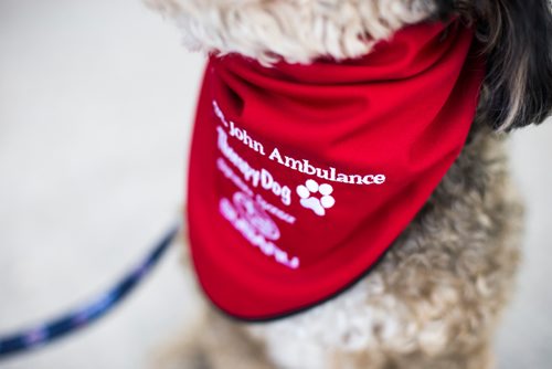 MIKAELA MACKENZIE / WINNIPEG FREE PRESS
Mark-Cuss, freshly certified as a therapy dog for St. John Ambulance, struts his stuff in a fancy new bandana in Winnipeg on Thursday, Aug. 2, 2018. 
Winnipeg Free Press 2018.