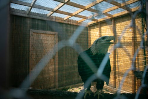 ANDREW RYAN / WINNIPEG FREE PRESS A rescued bald eagle, seen in its enclosure at the Wildlife Haven and Rehabilitation Centre which is soon moving into a $3 million facility boasting an interactive visitor centre, animal viewing area, and many other improvements over their current location south of Winnipeg. Shot on August 8, 2018.