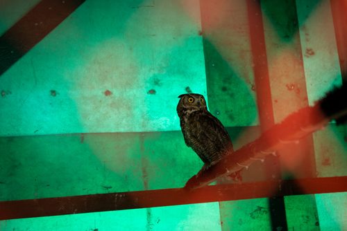 ANDREW RYAN / WINNIPEG FREE PRESS A rescued owl is seen through its enclosure screen at the Wildlife Haven and Rehabilitation Centre which is soon moving into a $3 million facility boasting an interactive visitor centre, animal viewing area, and many other improvements over their current location south of Winnipeg. Shot on August 8, 2018.